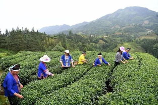 三江扶貧隊員 侗歌傳唱新生活，農(nóng)副產(chǎn)品暢銷路