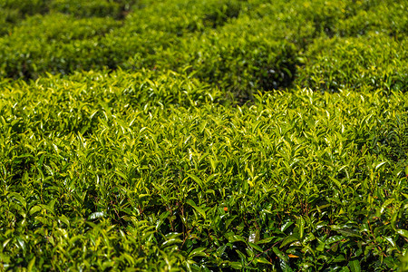 綠茶種植園 自然饋贈，匠心臻品