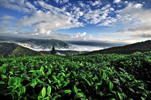 古樹茶 vs 臺地茶 一杯茶背后的生態(tài)、風味與市場選擇